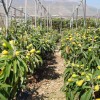 Cultivos de caqui