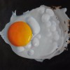 Fried egg P.Kotka